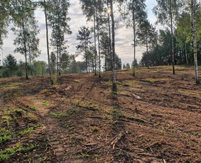 Kelmų,krūmų frezavimas ir sklypų tvarkymas - Statybos, apdaila - 4 Statybos, apdaila - Kelmų,krūmų frezavimas ir sklypų tvarkymas - 4