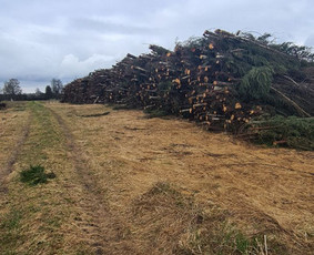 Kelmų,krūmų frezavimas ir sklypų tvarkymas - Apleistų sklypų tvarkymas - 3 Apleistų sklypų tvarkymas - Kelmų,krūmų frezavimas ir sklypų tvarkymas - 3