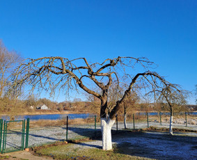 Aplinkos tvarkymas, apželdinimas - Gyvatvorių karpymas, vaismedžių genėjimas - 1