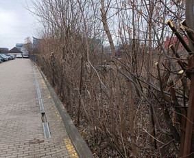 Kokybiškas aplinkos tvarkymas / Aplinkos pulsas / Darbų pavyzdys ID 3851419