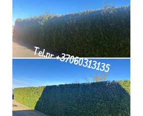 Medžių genėjimas*gyvatvorių karpymas*aplinkos tvarkymas / Zigmas / Darbų pavyzdys ID 3851799