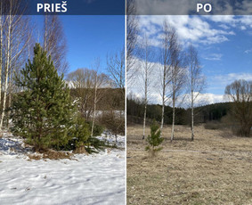 Sklypų tvarkymas: medžių ir krūmų pjovimas su išvežimu. / Albertas Rakuckis / Darbų pavyzdys ID 3855667