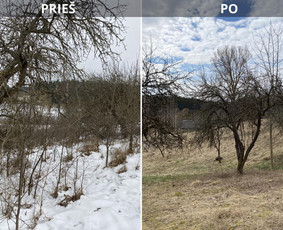 Sklypų tvarkymas: medžių ir krūmų pjovimas su išvežimu. / Albertas Rakuckis / Darbų pavyzdys ID 3855705