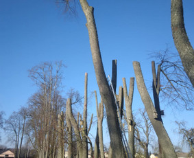 Avarinių medžių pjovimo paslaugos. / Rimas. M.- (Aboristas) / Darbų pavyzdys ID 3856017