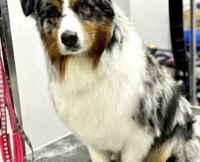 Šunų, kačių kirpyklos - 20 eur Šuniukų grožio procedūros (kirpimas, nukailinimas) - 4