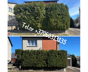 Medžių genėjimas*gyvatvorių karpymas*aplinkos tvarkymas / Zigmas / Darbų pavyzdys ID 3861179