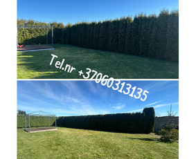 Medžių genėjimas*gyvatvorių karpymas*aplinkos tvarkymas / Zigmas / Darbų pavyzdys ID 3861181