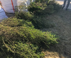 Pagalbiniai lauko darbai - Pagalbiniai darbininkai - 1