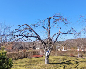 Vaismedžiu genėjimas,tuju gyvatvorių,krūmų kirpimas! / Vitalijus Juodaitis / Darbų pavyzdys ID 3870800