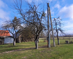 Vaismedžiu genėjimas,tuju gyvatvorių,krūmų kirpimas! / Vitalijus Juodaitis / Darbų pavyzdys ID 3870792