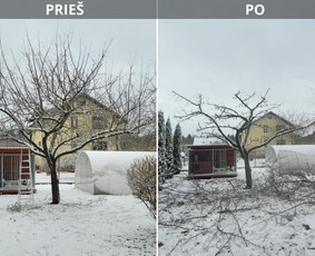 Vaismedžiu genėjimas,tuju gyvatvorių,krūmų kirpimas! / Vitalijus Juodaitis / Darbų pavyzdys ID 3870820