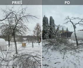 Vaismedžiu genėjimas,tuju gyvatvorių,krūmų kirpimas! / Vitalijus Juodaitis / Darbų pavyzdys ID 3870838
