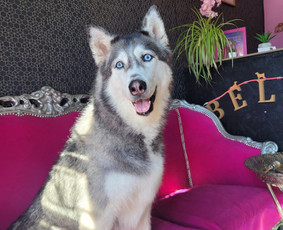 Šunų kirpykla Bella / Šunų kirpykla Bella / Darbų pavyzdys ID 3871802
