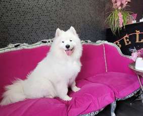 Šunų kirpykla Bella / Šunų kirpykla Bella / Darbų pavyzdys ID 3871800