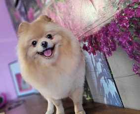 Šunų kirpykla Bella - SPA paslaugos šunims - 3 SPA paslaugos šunims - Šunų kirpykla Bella - 3