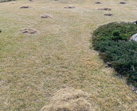 Kokybiškas aplinkos tvarkymas / Aplinkos pulsas / Darbų pavyzdys ID 3873010