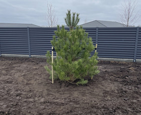 Augalų ir medelių sodinimas - Aplinkos tvarkymas, apželdinimas - 4