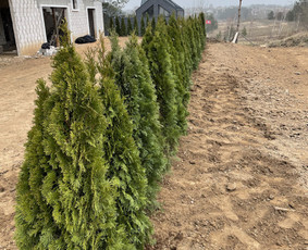 Aplinkos tvarkymas, apželdinimas / Darius Rupšlaukis / Darbų pavyzdys ID 3876508