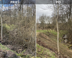 Tradiciniai amatai - Sklypų tvarkymas: medžių ir krūmų pjovimas su išvežimu. - 2