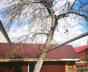 06 55 55 800 Medžių Pjovimas Ir Genėjimas Visoje Lietuvoje / MEDŽIŲ PJOVIMAS / Darbų pavyzdys ID 3877138