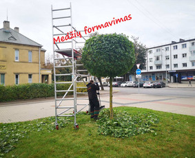 06 55 55 800 Medžių Pjovimas Ir Genėjimas Visoje Lietuvoje / MEDŽIŲ PJOVIMAS / Darbų pavyzdys ID 3877146