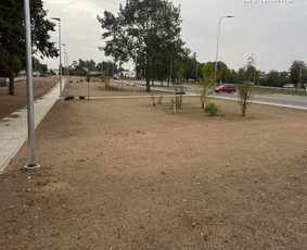 06 55 55 800 Medžių Pjovimas Ir Genėjimas Visoje Lietuvoje / MEDŽIŲ PJOVIMAS / Darbų pavyzdys ID 3877180