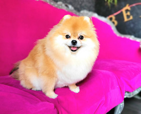 Šunų kirpykla Bella - SPA paslaugos šunims - 1 SPA paslaugos šunims - Šunų kirpykla Bella - 1