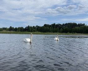 Baidarių nuoma, stovyklavietės, sodybos, kubilas-pirtis / Justina Revinskė / Darbų pavyzdys ID 3886734