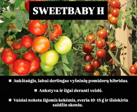 Daržovės, braškės tiesiai iš ūkio / Ūkis Šviežutis / Darbų pavyzdys ID 3889060