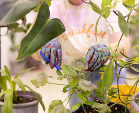 Vidaus augalų priežiūra - Vidaus augalų priežiūra - 1 Vidaus augalų priežiūra - Vidaus augalų priežiūra - 1