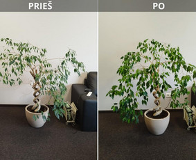 Vidaus augalų priežiūra / Gyvenimas džiunglėse / Darbų pavyzdys ID 3889958