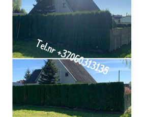 Vejos pjovimas-aplinkos priežiūra, tvarkymas. / Zigmas / Darbų pavyzdys ID 3898056