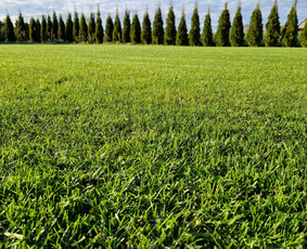 Pievų šienavimas - Žolės pjovimas. - 4