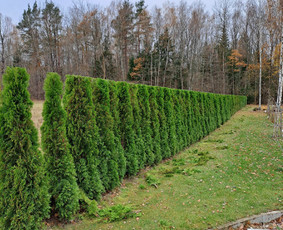 Gyvatvorių karpymas, žeminimas, formavimas / Vytautas R. / Darbų pavyzdys ID 3902218