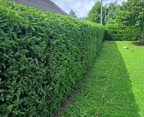Gyvatvorių karpymas, žeminimas, formavimas / Vytautas R. / Darbų pavyzdys ID 3902312