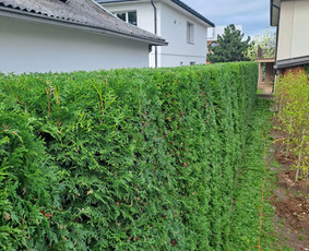 Gyvatvorių karpymas, žeminimas, formavimas / Vytautas R. / Darbų pavyzdys ID 3902206