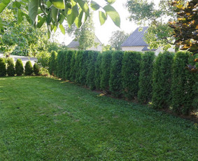 Želdynų projektavimas, įrengimas, priežiūra ir konsultacijos - Gyvatvorių karpymas - 4 Gyvatvorių karpymas - Želdynų projektavimas, įrengimas, priežiūra ir konsultacijos - 4