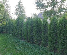 Želdynų projektavimas, įrengimas, priežiūra ir konsultacijos - Gyvatvorių karpymas - 3 Gyvatvorių karpymas - Želdynų projektavimas, įrengimas, priežiūra ir konsultacijos - 3