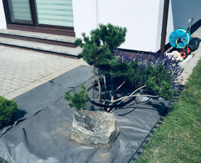 Želdynų projektavimas, įrengimas, priežiūra ir konsultacijos - Augalų ir medelių sodinimas - 2 Augalų ir medelių sodinimas - Želdynų projektavimas, įrengimas, priežiūra ir konsultacijos - 2