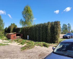Vaismedžiu genėjimas,tuju gyvatvorių,krūmų kirpimas! / Vitalijus Juodaitis / Darbų pavyzdys ID 3905044