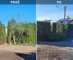 Vaismedžiu genėjimas,tuju gyvatvorių,krūmų kirpimas! / Vitalijus Juodaitis / Darbų pavyzdys ID 3905052
