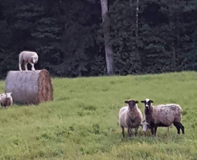 Kitos įvairios paslaugos - Kerpu avis - 1