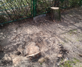 Kelmų frezavimas šaku smulkintuvo nuoma / Vyt Autas / Darbų pavyzdys ID 3909006