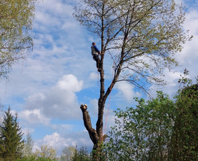 Arboristo paslaugos: medžių pjovimas/genėjimas / Tomas Damulis / Darbų pavyzdys ID 3912452