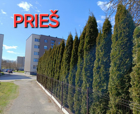 Arboristo paslaugos: medžių pjovimas/genėjimas / Tomas Damulis / Darbų pavyzdys ID 3912462