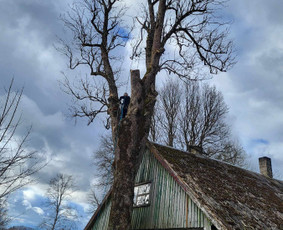Arboristo paslaugos: medžių pjovimas/genėjimas / Tomas Damulis / Darbų pavyzdys ID 3912470