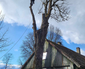 Arboristo paslaugos: medžių pjovimas/genėjimas / Tomas Damulis / Darbų pavyzdys ID 3912472