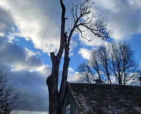 Arboristo paslaugos: medžių pjovimas/genėjimas / Tomas Damulis / Darbų pavyzdys ID 3912474