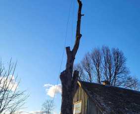 Arboristo paslaugos: medžių pjovimas/genėjimas / Tomas Damulis / Darbų pavyzdys ID 3912476
