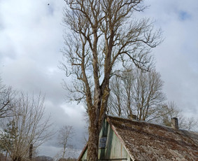 Arboristo paslaugos: medžių pjovimas/genėjimas / Tomas Damulis / Darbų pavyzdys ID 3912478